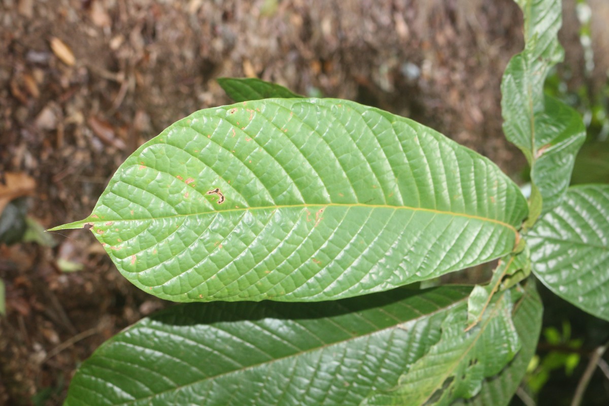 Uvaria semecarpifolia Hook.f. & Thomson